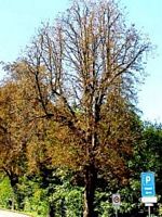 Marronnier d'Inde. Anthracnose. Cliquer pour agrandir l'image.
