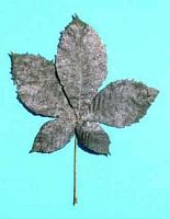 Marronnier d'Inde. Oïdium. Cliquer pour agrandir l'image.