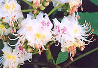 Marronnier d'Inde. Fleurs. Cliquer pour agrandir l'image.