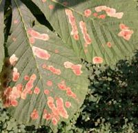 Marronnier d'Inde. Feuille parasitée par mineuse. Cliquer pour agrandir l'image.