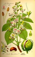 Marronnier d'Inde. Planche d'identification Thomé. Cliquer pour agrandir l'image.