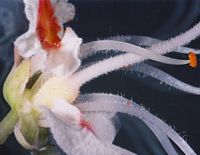 Marronnier d'Inde. Fleur. Cliquer pour agrandir l'image.