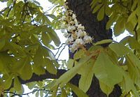 Marronnier d'Inde. Fleur. Cliquer pour agrandir l'image.