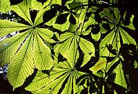 Marronnier d'Inde. Feuilles. Cliquer pour agrandir l'image.