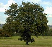 Marronnier d'Inde. Plante. Cliquer pour agrandir l'image.