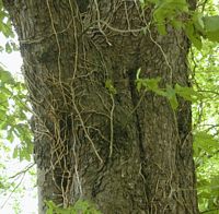 Marronnier d'Inde. Écorce. Cliquer pour agrandir l'image.