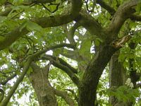 Marronnier d'Inde. Branches. Cliquer pour agrandir l'image.