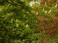 Marronnier d'Inde. Fleurs. Cliquer pour agrandir l'image.