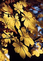 Marronnier d'Inde. Feuilles. Cliquer pour agrandir l'image.