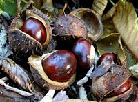 Marronnier d'Inde. Fruits. Cliquer pour agrandir l'image.