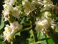 Marronnier d'Inde. Fleurs. Cliquer pour agrandir l'image.