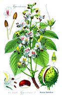 Marronnier d'Inde. Planche d'identification Thomé. Cliquer pour agrandir l'image.