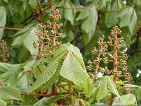 Marronnier d'Inde. Fleurs en bouton. Cliquer pour agrandir l'image.