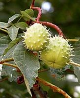 Marronnier d'Inde. Fruits. Cliquer pour agrandir l'image.