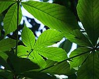 Marronnier d'Inde. Feuilles. Cliquer pour agrandir l'image.