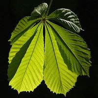 Marronnier d'Inde. Feuille. Cliquer pour agrandir l'image.
