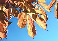 Marronnier d'Inde. Feuilles d'automne. Cliquer pour agrandir l'image.