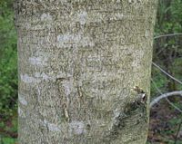Marronnier d'Inde. Écorce. Cliquer pour agrandir l'image.