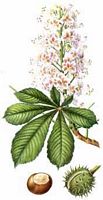 Marronnier d'Inde. Dessin. Cliquer pour agrandir l'image.
