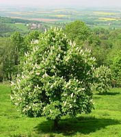 Marronnier d'Inde. Plante. Cliquer pour agrandir l'image.