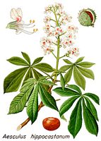 Marronnier d'Inde. Dessin d'identification. Cliquer pour agrandir l'image.