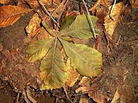 Marronnier d'Inde. Feuille morte. Cliquer pour agrandir l'image.