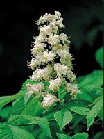 Marronnier d'Inde. Fleur. Cliquer pour agrandir l'image.