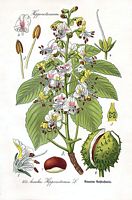 Marronnier d'Inde. Dessin d'identification. Cliquer pour agrandir l'image.