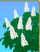 Marronnier d'Inde. Dessin fleurs. Cliquer pour agrandir l'image.