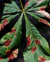 Marronnier d'Inde. Feuille parasitée par anthracnose. Cliquer pour agrandir l'image.