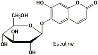 Marronnier d'Inde. Formule esculine. Cliquer pour agrandir l'image.