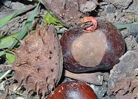 Marronnier d'Inde. Graine germée. Cliquer pour agrandir l'image.