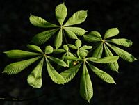 Marronnier d'Inde. Feuilles. Cliquer pour agrandir l'image.