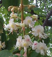 Marronnier d'Inde. Fleurs. Cliquer pour agrandir l'image.