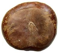 Marronnier d'Inde. Graine. Cliquer pour agrandir l'image.