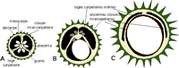 Marronnier d'Inde. Développement du fruit. Cliquer pour agrandir l'image.