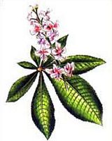 Marronnier d'Inde. Dessin. Cliquer pour agrandir l'image.