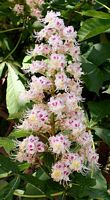 Marronnier d'Inde. Inflorescence. Cliquer pour agrandir l'image.