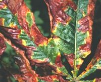Marronnier d'Inde. Feuille parasitée par anthracnose. Cliquer pour agrandir l'image.