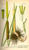 Massette-quenouille, Planche Thomé. Cliquer pour agrandir l'image.