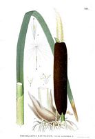 Massette-quenouille. Dessin d'identification. Cliquer pour agrandir l'image.