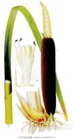 Massette-quenouille. Planche d'identification Linnemand. Cliquer pour agrandir l'image.