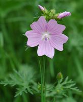 Mauve des bois. Cliquer pour agrandir l'image.