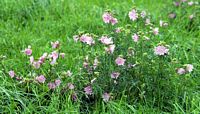 Mauve des bois. Espinasse. Cliquer pour agrandir l'image.