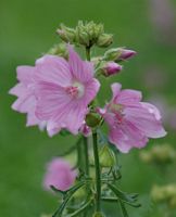 Mauve des bois. Espinasse. Cliquer pour agrandir l'image.