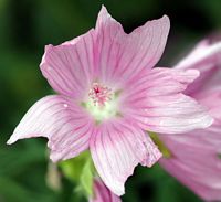 Mauve des bois. Fleur Espinasse. Cliquer pour agrandir l'image.
