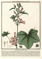 Mauve des bois. Planche d'identification. Cliquer pour agrandir l'image.