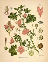 Mauve des bois. Planche d'identification. Cliquer pour agrandir l'image.