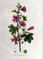 Mauve des bois. Planche d'identification Flora batava. Cliquer pour agrandir l'image.