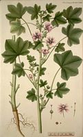 Mauve des bois. Planche d'identification Flora danica. Cliquer pour agrandir l'image.